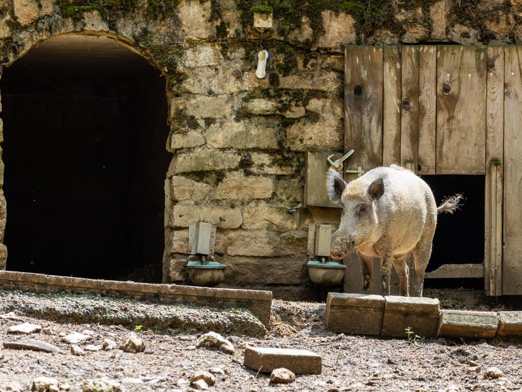 Ausflug Wildpark Hundshaupten