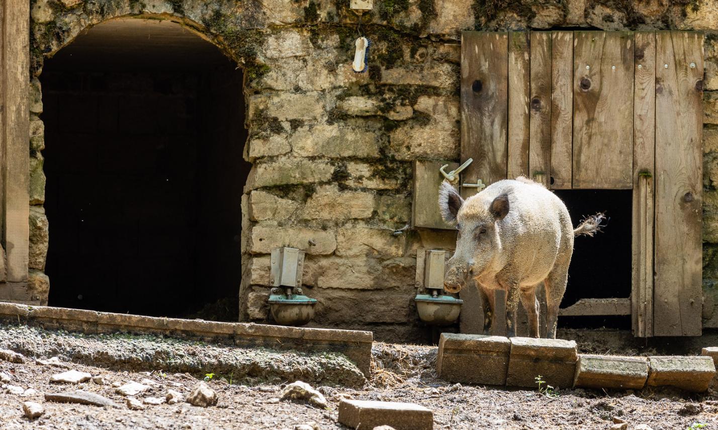Ausflug Wildpark Hundshaupten