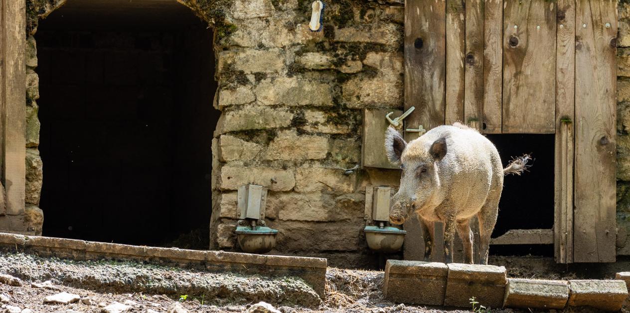 Ausflug Wildpark Hundshaupten
