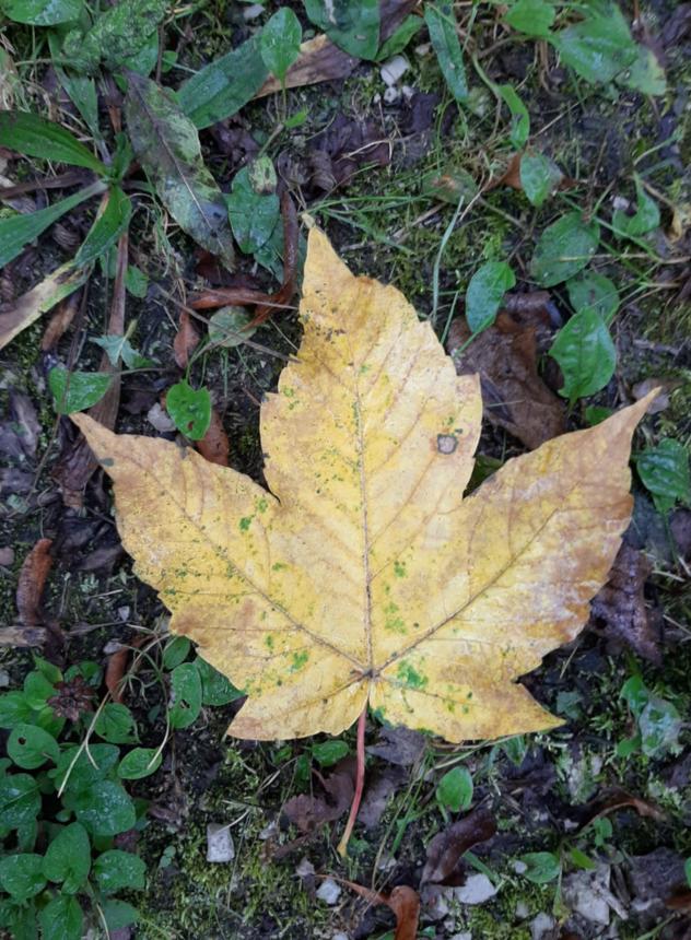 Ahornblatt
