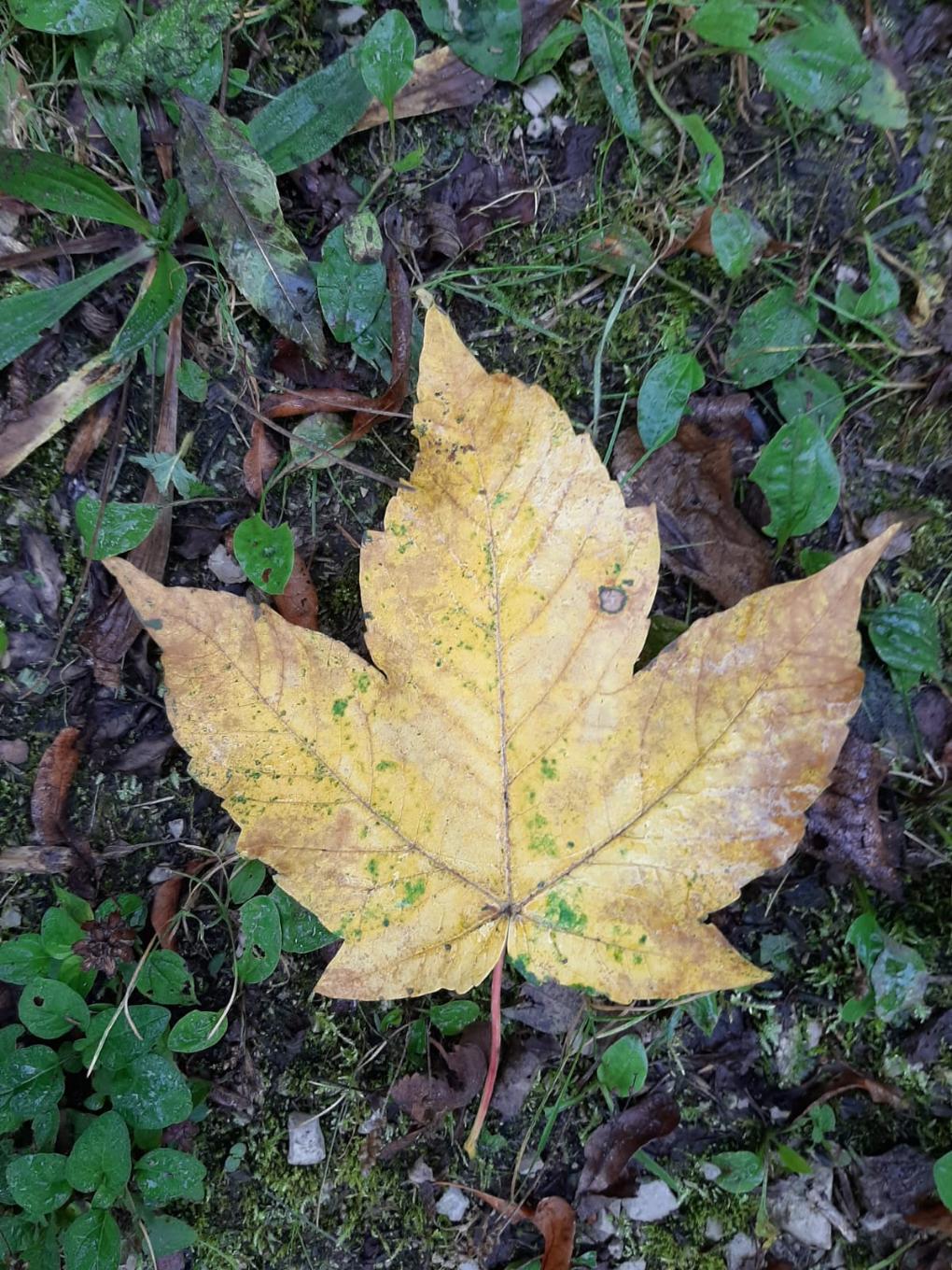 Ahornblatt