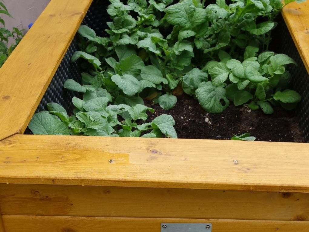 Hochbeet