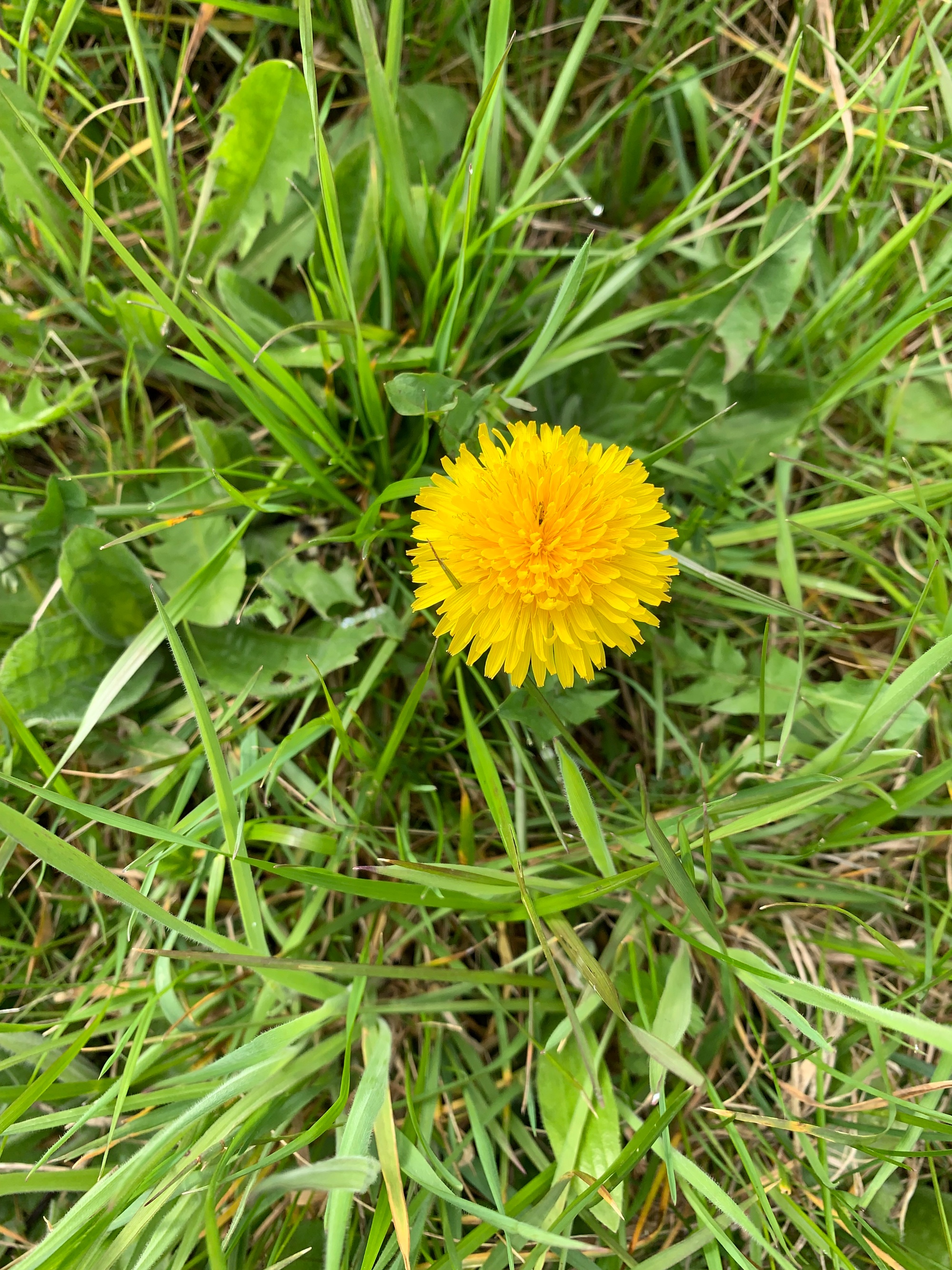 Waldtage