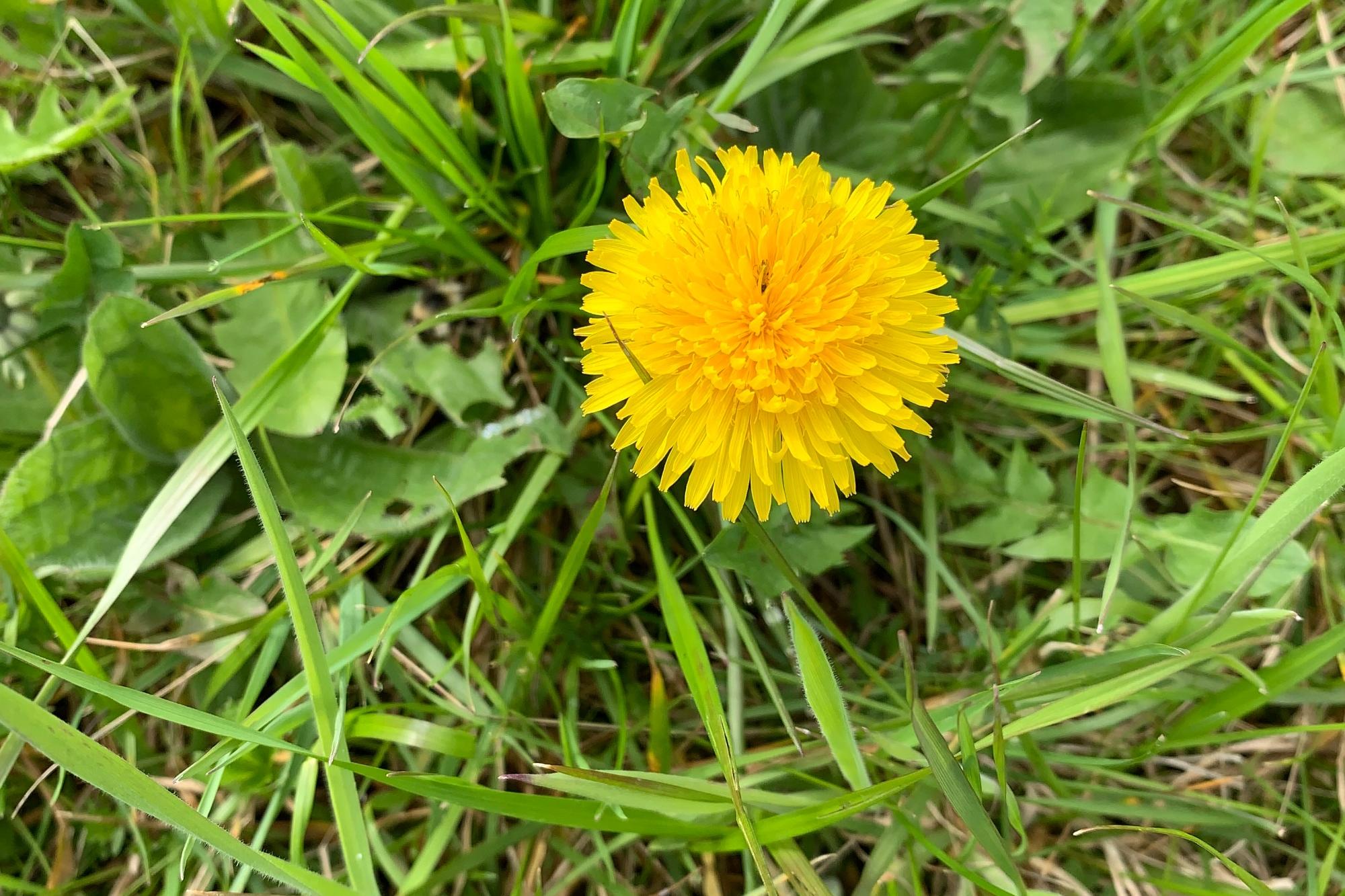 Waldtage