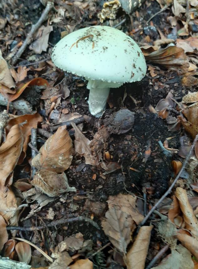 Pilz