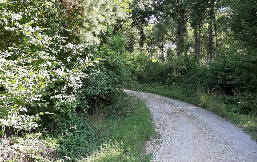 Wanderung Waldtage 2020