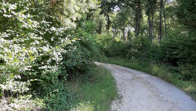 Wanderung Waldtage 2020