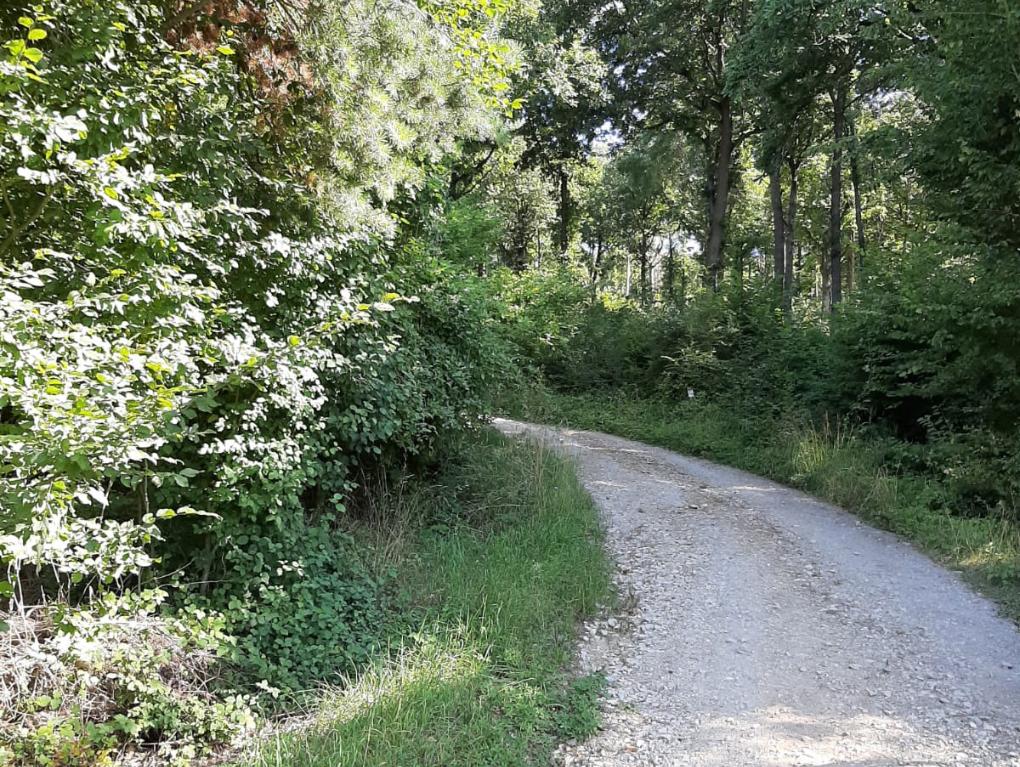 Wanderung Waldtage