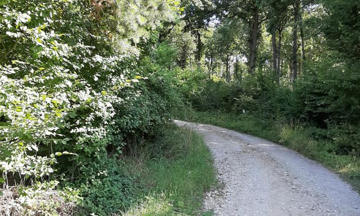 Wanderung Waldtage
