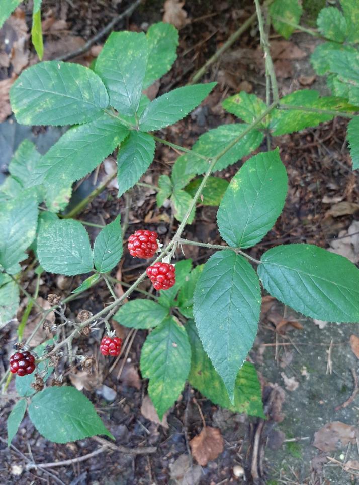 Wilde Brombeeren